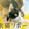 『旅猫リポート』はHulu・U-NEXT・Netflix・FODどれで配信？